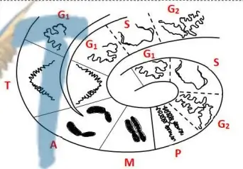 Nature de l’information génétique